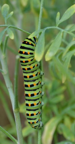 Réf. 266 290 : Papilio machaon